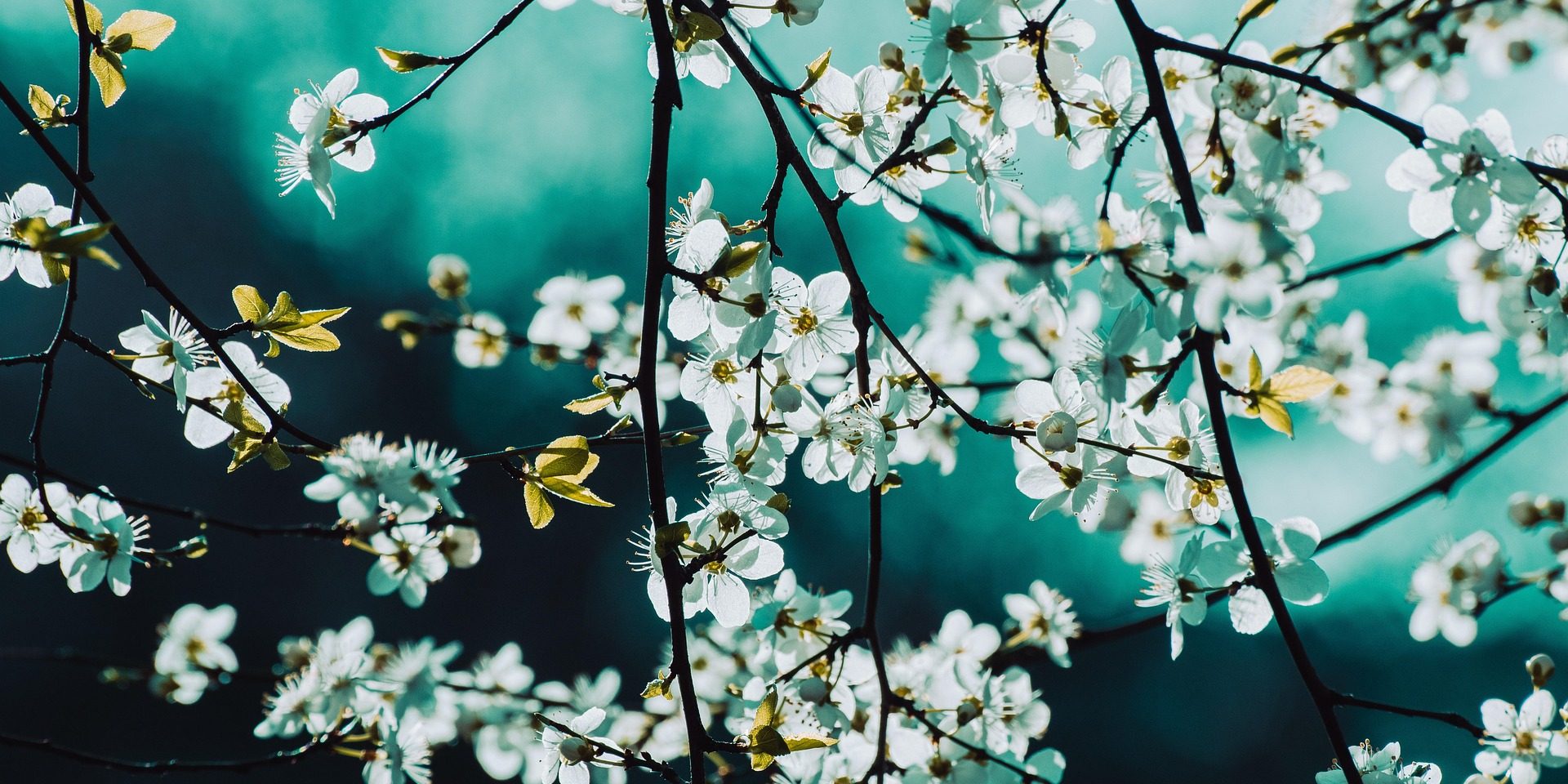 wal_172619-blossoms-6991112_1920