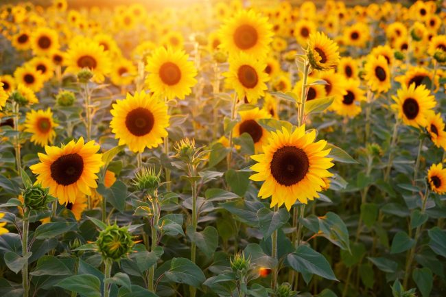 bru-no-sunflower-3550693_1920